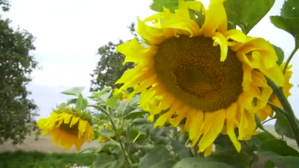 tournesols dans le jardin