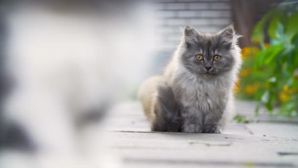 Gatitos en el patio trasero — Vídeos de Stock