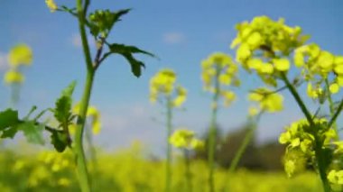 Hardal sinapis çiçek açan alanının sarı çiçek