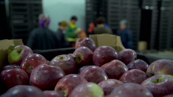 Maçãs colhidas em um armazém com agricultores — Vídeo de Stock