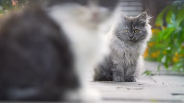 Котята на заднем дворе — стоковое видео