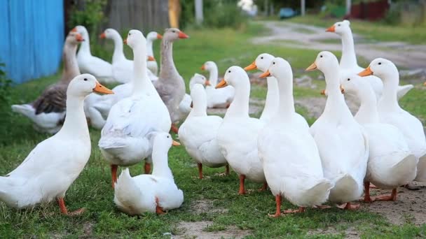 Granja blanca patos por el camino del campo — Vídeo de stock