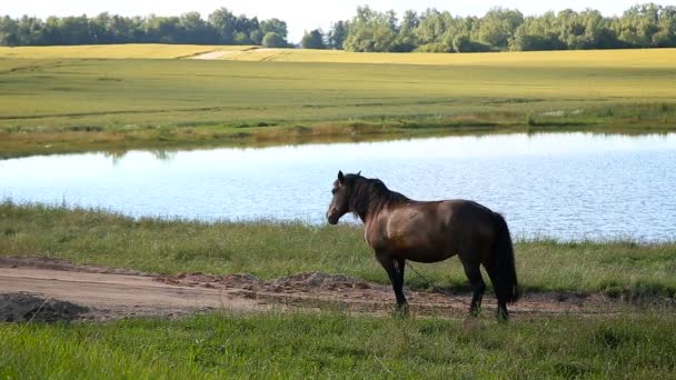 Cavalo castanho no campo pela estrada perto da lagoa — Vídeo de Stock