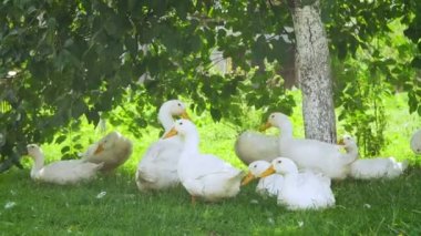 Kırsal karayoluyla beyaz çiftlik ördek