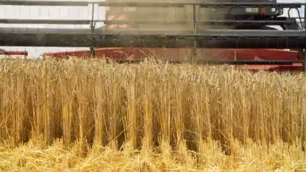 Tarweveld met een combine harvester — Stockvideo