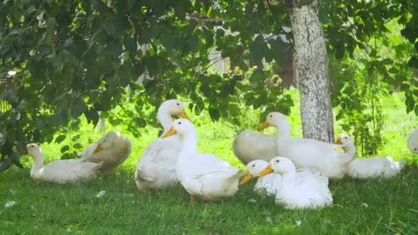 Witte boerderij eenden door de weg van het platteland — Stockvideo