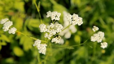 Güzel bahçe çiçekleri