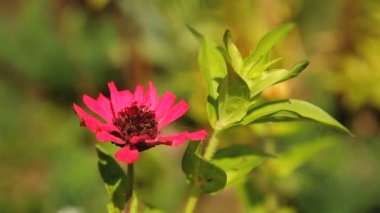 Güzel bahçe çiçekleri