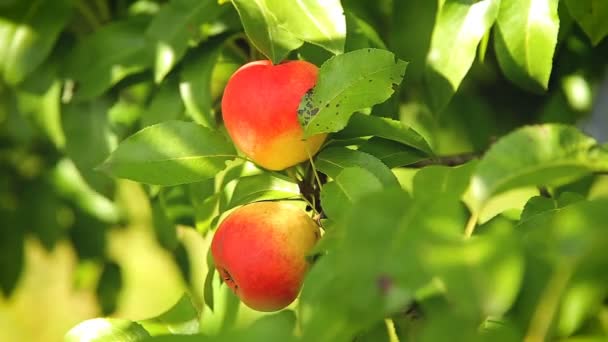 Fresh red apples on a branch in the garden — Stock Video