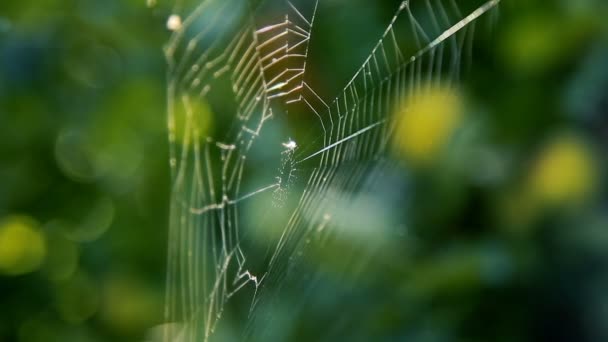 Spinnennetz an den Zweigen im Garten — Stockvideo