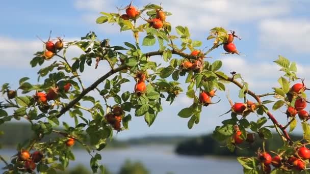 Rosehip bushes branch over nice lakeshore landscape — Stock Video