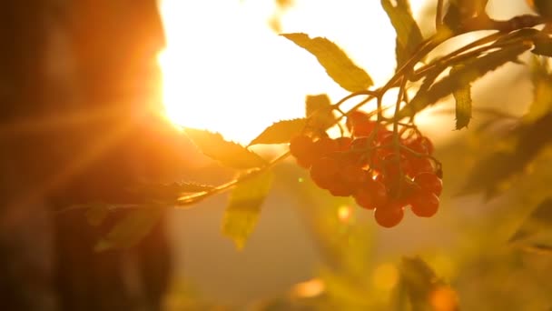 Rosso rowan grappolo al tramonto contro il cielo retroilluminazione — Video Stock