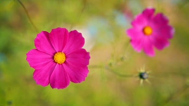 Vacker trädgård blommor — Stockvideo