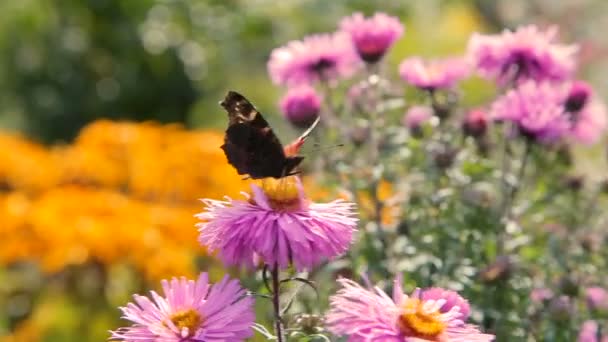 Vlinders vliegen over tuin-roze bloemen — Stockvideo