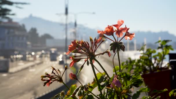 Flores en maceta en flor sobre el mar y la montaña paisaje urbano — Vídeos de Stock