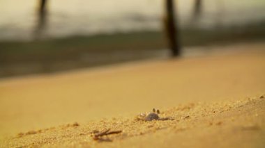 Kumlu bir plaj üzerinde kazma iş yerinde Yengeç