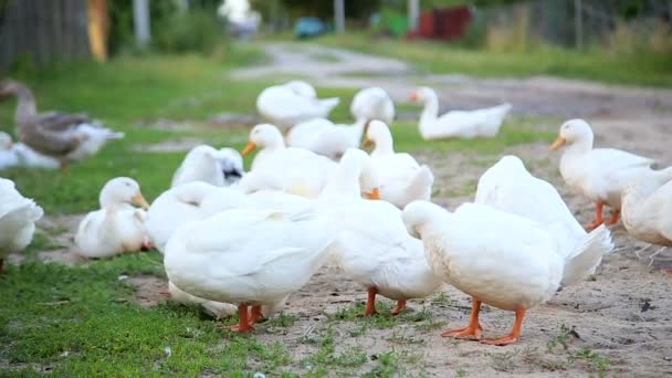 Біла ферма качки на сільській дорозі — стокове відео