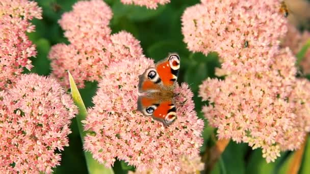 Borboletas voando sobre flores de jardim rosa — Vídeo de Stock