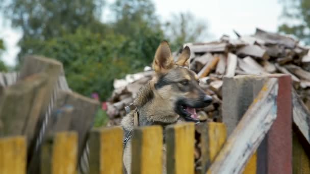 Hond aan een ketting rond de stand achter het hek — Stockvideo