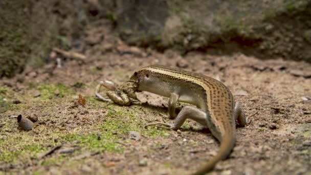 Lagarto comiendo rana — Vídeos de Stock