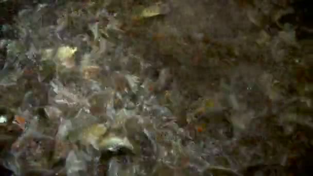 Alimentación de peces en piscifactoría — Vídeo de stock