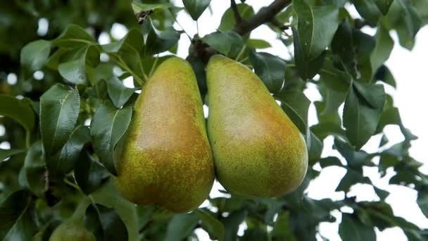 Pears on a tree branch in the orchard — Stock Video