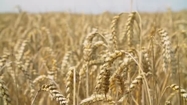 Campo de trigo de terras agrícolas ensolaradas — Vídeo de Stock