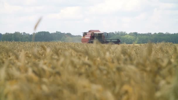Campo de trigo con cosechadora — Vídeo de stock