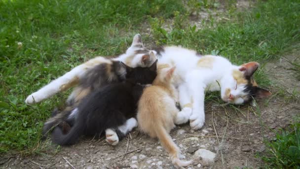 Cat nursing her little kittens — Stock Video