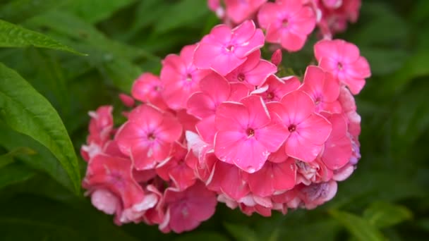 Beautiful garden flowers — Stock Video
