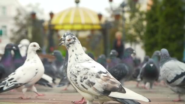Pigeons Fed sur la place de la ville — Video