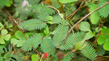 Çok dokunaklı ve hareket duyarlı bitki mimosa pudica yanıt verir