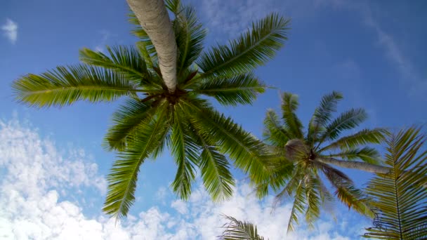 Coconut palm trees against blue sky — Stock Video