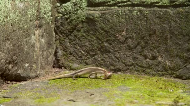 蜥蜴吃青蛙 — 图库视频影像