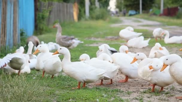 Granja blanca patos por el camino del campo — Vídeo de stock
