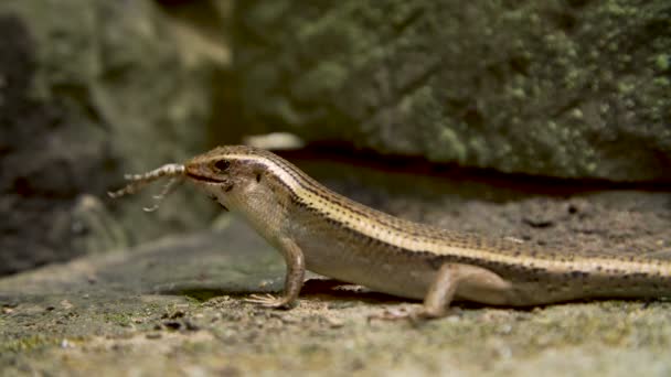 Lagarto comiendo rana — Vídeos de Stock