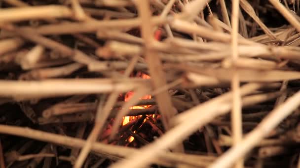 Empilement d'herbe sèche sur le feu — Video