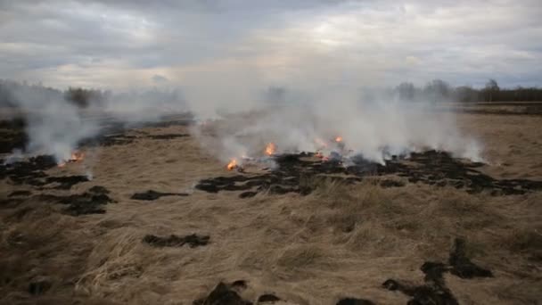 vue aérienne du brûlage d'herbe sèche sur les terres agricoles