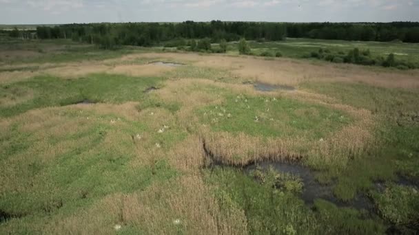 Aerial view of bog lands with white herons nesting place — Stock Video