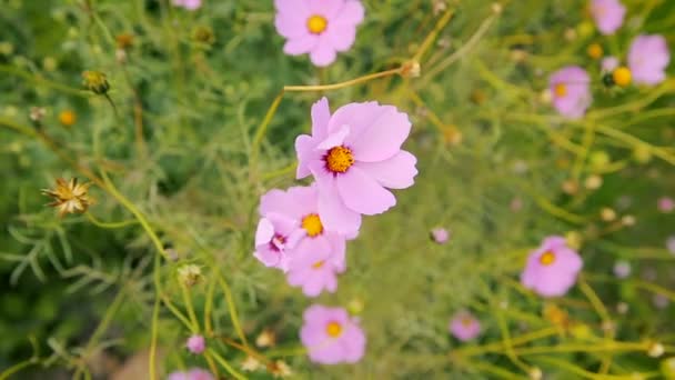 Hermosas flores de jardín — Vídeos de Stock