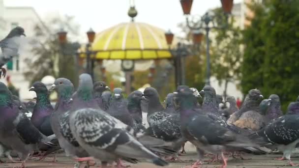 Piccioni nutriti nella piazza della città — Video Stock