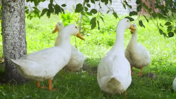 Granja blanca patos por el camino del campo — Vídeo de stock