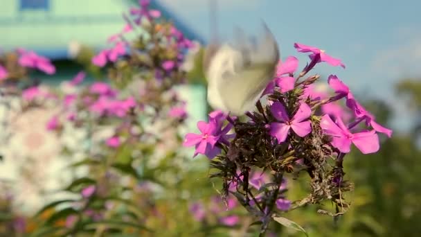 Schmetterlinge fliegen über rosa Gartenblumen — Stockvideo