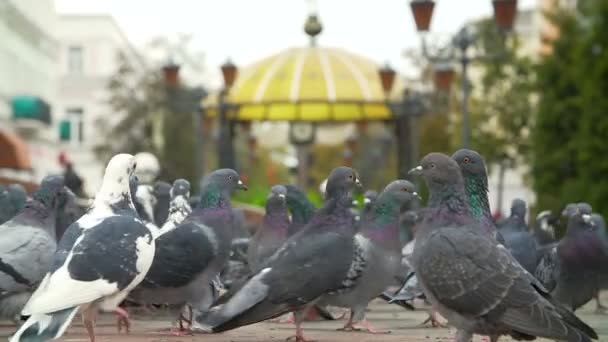 Pigeons Fed sur la place de la ville — Video