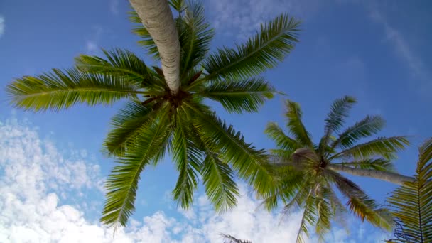 Palmeras de coco contra el cielo azul — Vídeo de stock