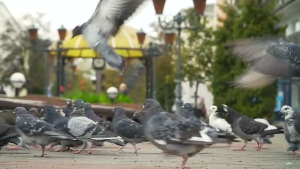 Pigeons Fed sur la place de la ville — Video