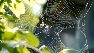 Bahçedeki ağaç dalları arasında kendi web üzerinde örümcek