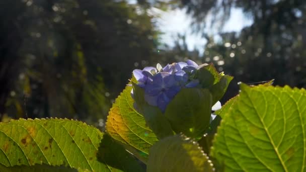 Hermosas flores de jardín — Vídeo de stock