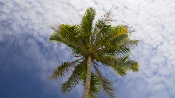Кокосовая пальма против голубого неба — стоковое видео