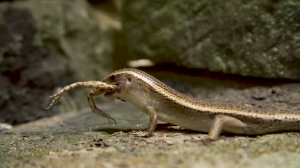 Lagarto comiendo rana — Vídeo de stock